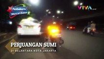 Pesbukers Mencari Bakat Perjuangan Sumi