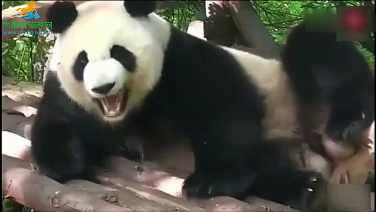 The most domineering panda & The most weak bear????????? Dailymotion