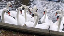 Swans feeding frenzy in slow mo