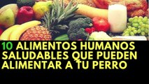 10 Alimentos Humanos Saludables Que Pueden Alimentar a Tu Perro