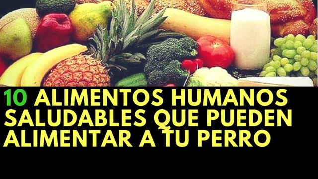 10 Alimentos Humanos Saludables Que Pueden Alimentar a Tu Perro