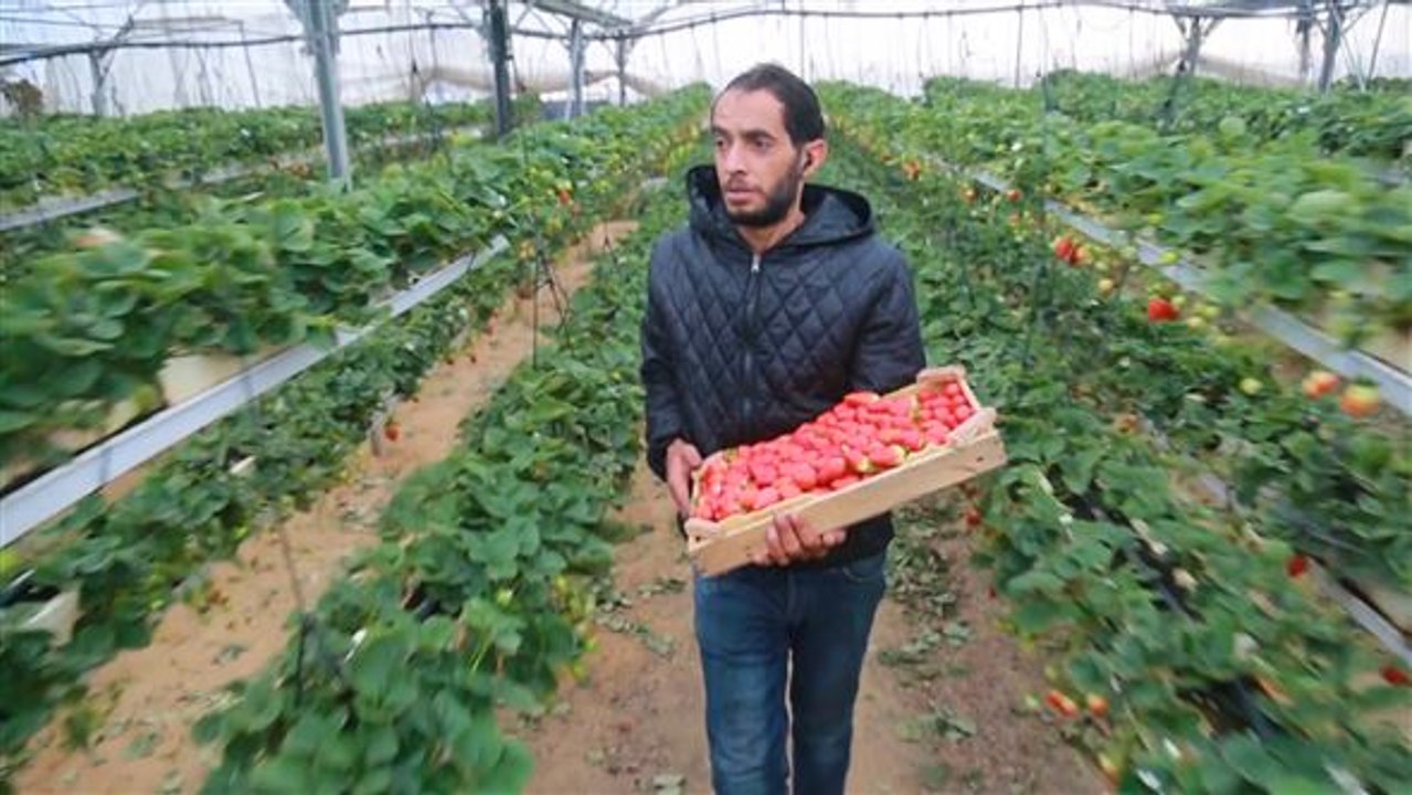 Das rote Gold: Erdbeer-Revolution in Gaza