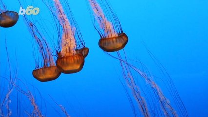 Jellyfish Chips Could be Coming to a Grocery Store Near You