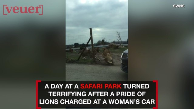 Terrifying Moment Charging Lions Damage Park Visitor's Car With Her Inside