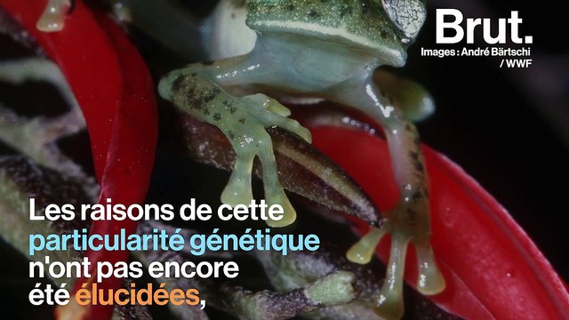 La peau des grenouilles de verre est si transparente qu’elle laisse apparaître leurs organes