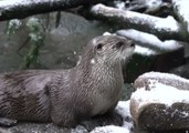 Animals at Oregon Zoo Take Advantage of Snow Day