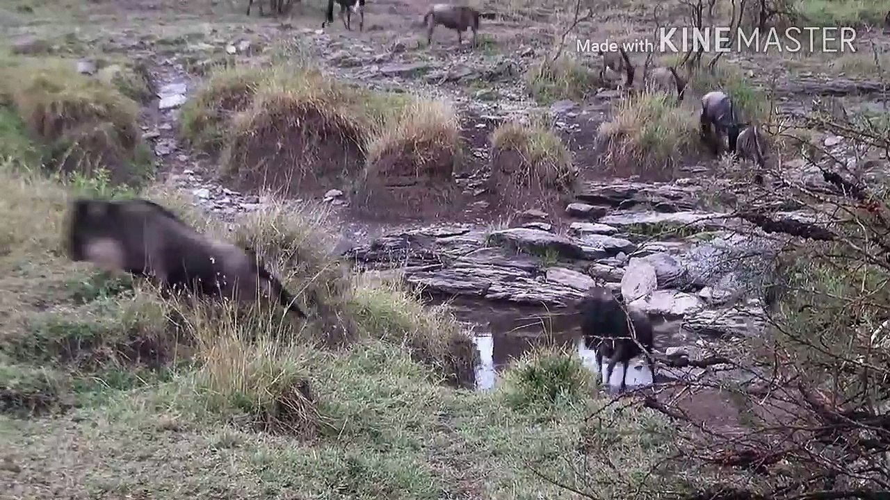 Lion attacks Masai Mara.