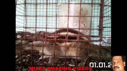 Orphaned Baby Squirrel Rescued Part  1