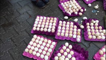 Çöpe atılan yumurtalardan civciv çıktı