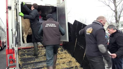 "Haute", l'égérie du Salon de l'agriculture a quitté l'Aubrac