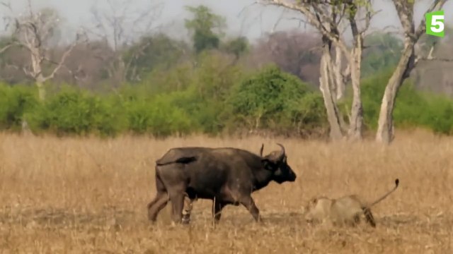 Prédateurs - Lions vs buffle : l'ultime combat