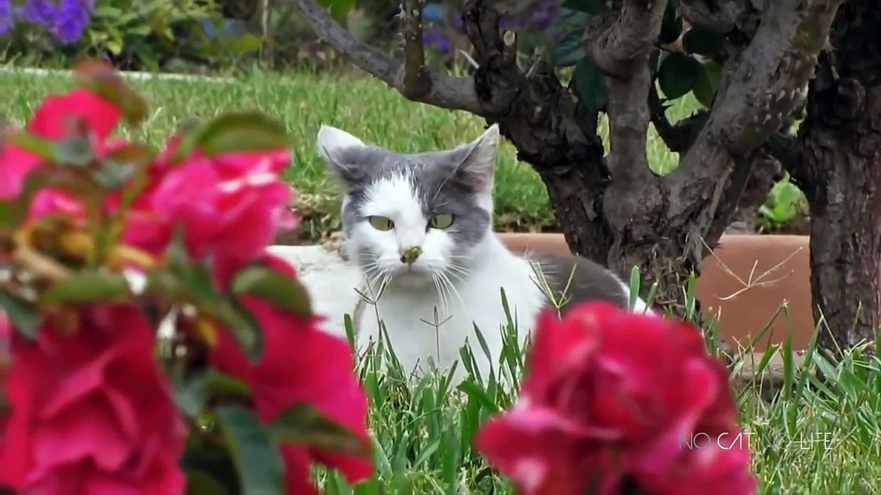 compilation  drole de chat en video