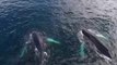 Drone Footage Shows Humpback Whales Off Newfoundland Coast
