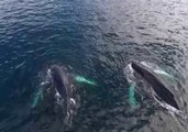 Drone Footage Shows Humpback Whales Off Newfoundland Coast