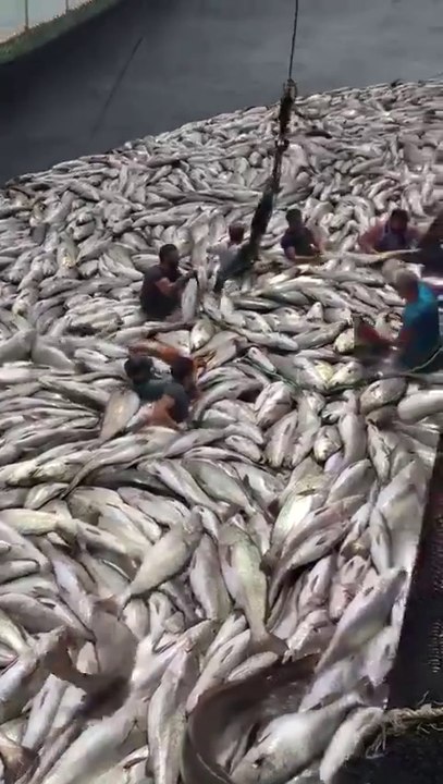 Si vous n'aimez pas le poisson ne faites pas ce métier... Incroyable