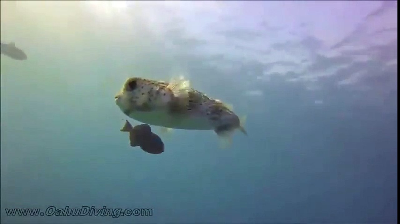 Ce poisson globe vient demander des calins à un plongeur