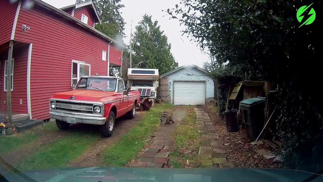 Tu rentres chez toi et tu tombes sur un couple de ratons laveurs en pleine action