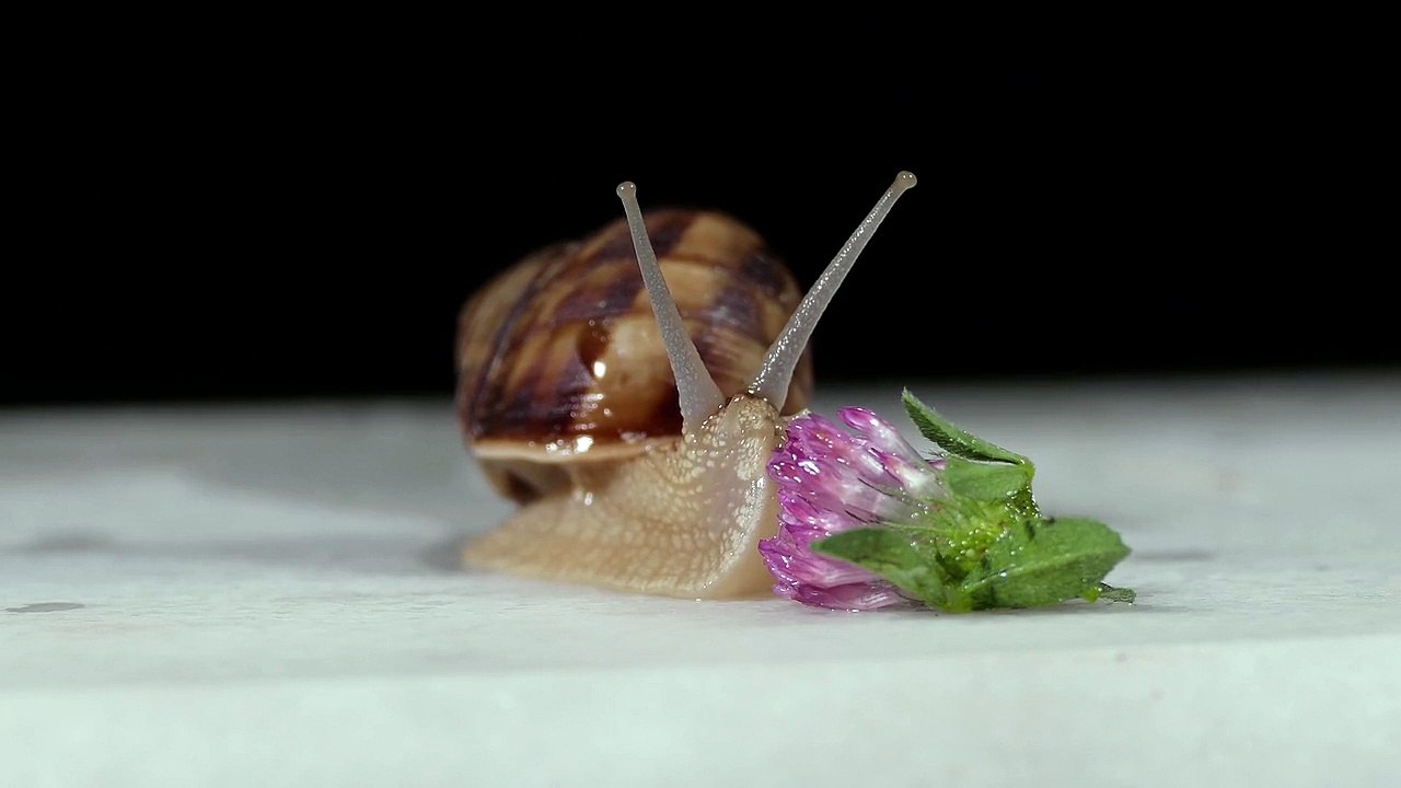 Snail Wild Nature Animal Wildlife Spiral