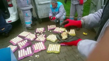 Çöpe atılan yumurtalardan civciv çıktı - MUĞLA