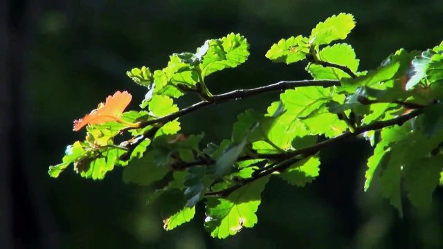 A vendre - Immeuble - Troistorrents (1872)