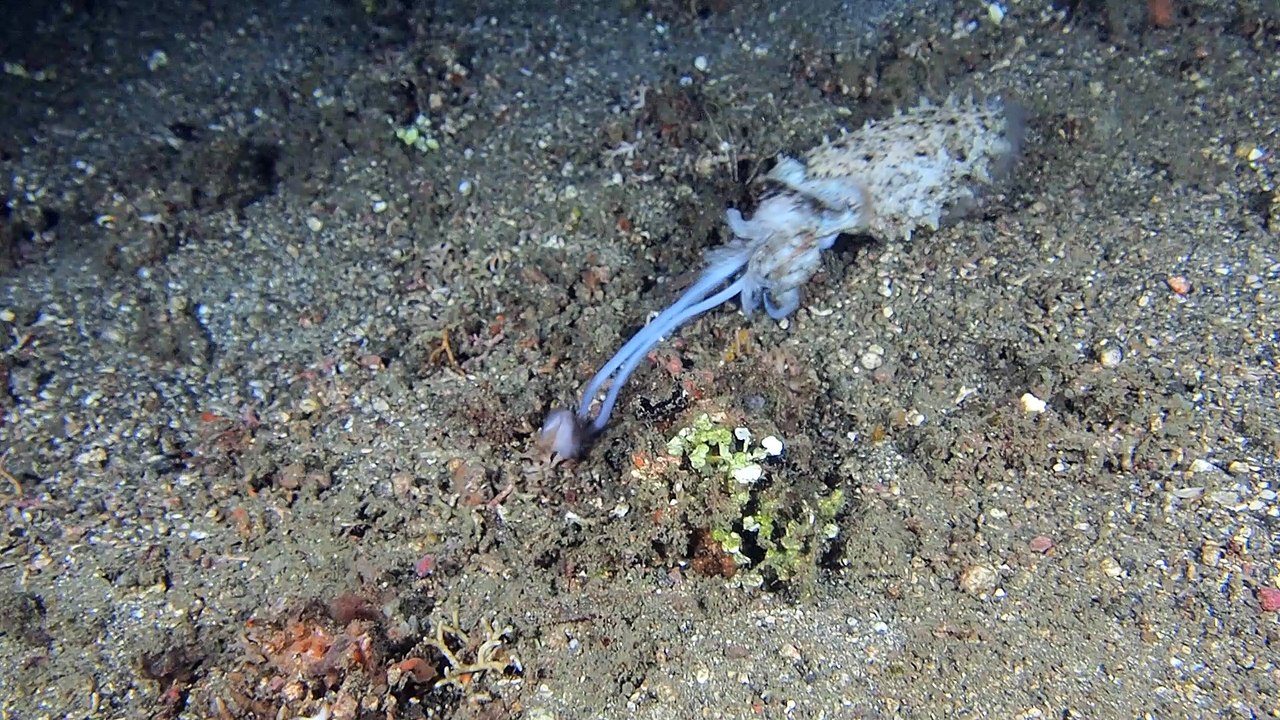 Cuttlefish Hunting