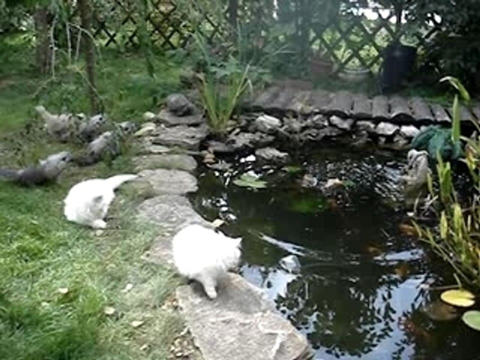 les persans et leurs chatons