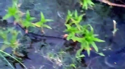 Ríos y pescados envenenados en el Norte argentino