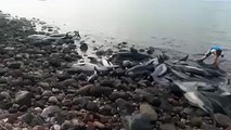 54 delfines varados en la Bahía de la Paz, en México