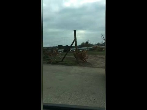 Terrifying moment lions attack Hyundai with two children in the back after West Midlands safari park rangers SHUT the gates trapping them in the enclosure for 50 minutes. يهاجم الأسود الأسود المرعب هاون مع طفلين في الخلف بعد غرب ميدلاندز حديقة حديقة الس