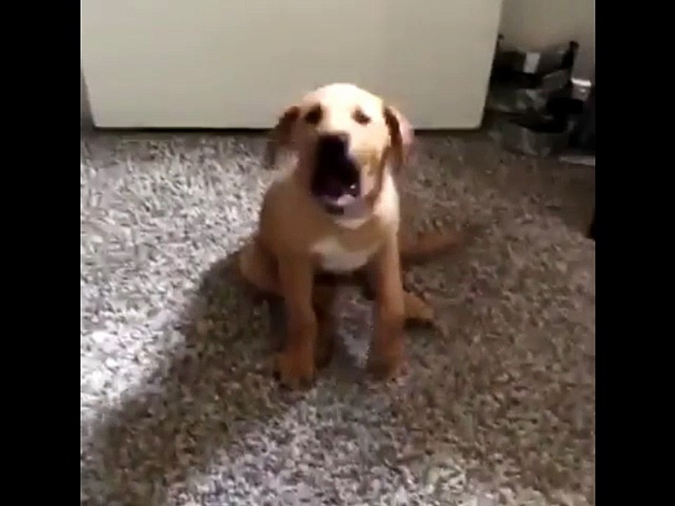 Speaking pets