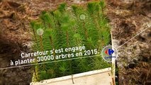 Comme promis, Carrefour replante 30 000 arbres dans la Forêt des Landes !