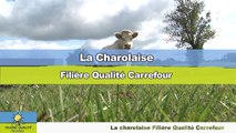A la découverte de l'élevage des vaches Charolaises Filière Qualité Carrefour