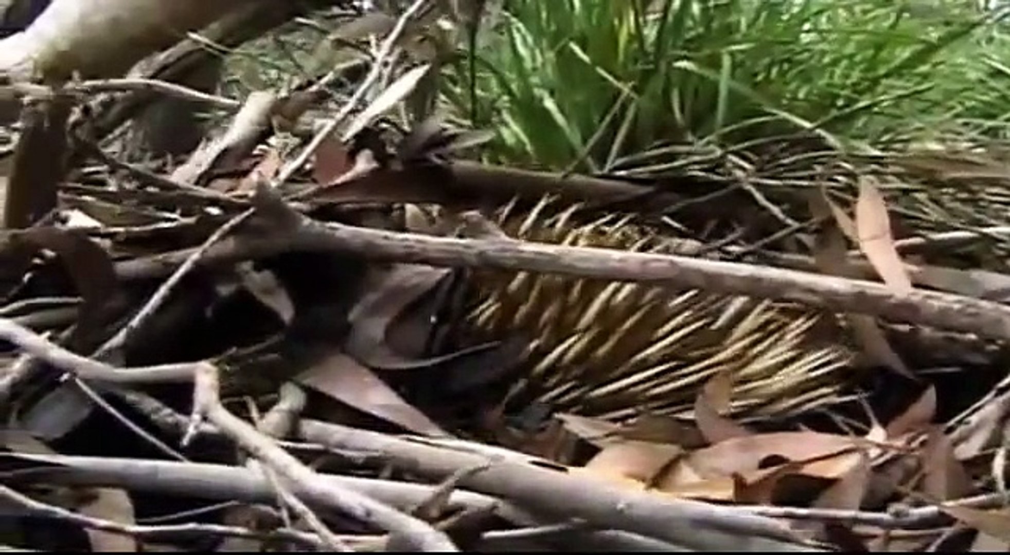 ⁣Animal Planet - The duck-billed platypus