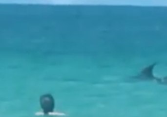 Dolphin Pod Surprises Swimmers at Matauri Bay