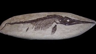 250 Million Year Old SEA DRAGON Fossil Rediscovered!