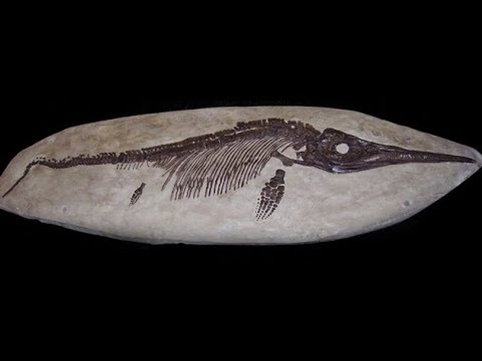 250 Million Year Old SEA DRAGON Fossil Rediscovered!