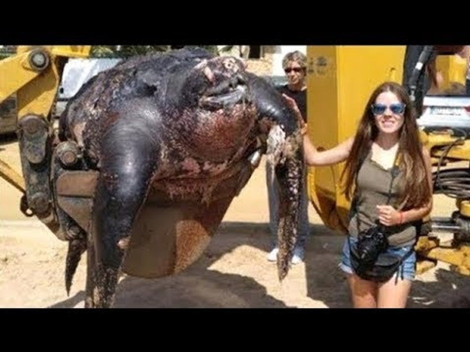 GIANT Turtle Found On The Spanish Beach