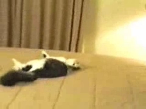 Video drole Complation de gamelles