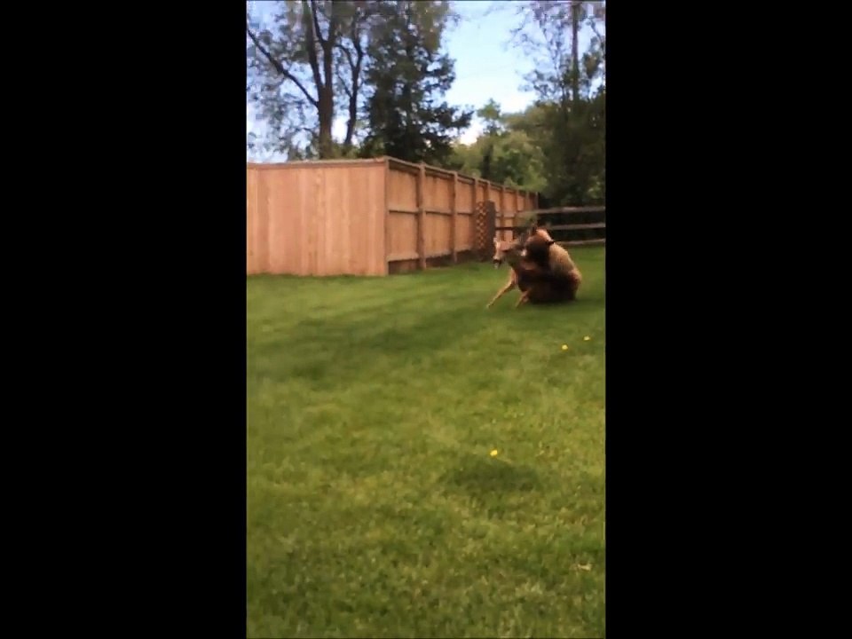 Bear Kills Deer In Residential Neighborhood ViralHog video Dailymotion