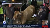 La vache-égérie Haute est arrivée au Salon de l’agriculture