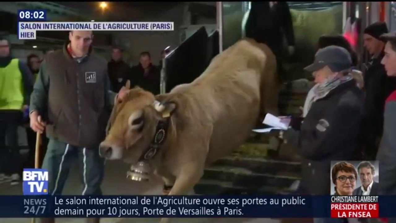 La vache-égérie Haute est arrivée au Salon de l’agriculture