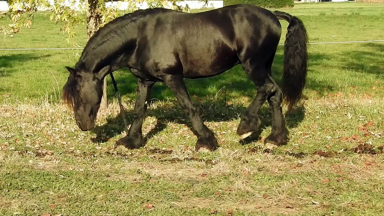 Cheval noir magnifique.