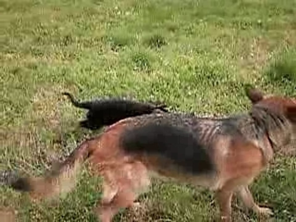 jeux mère / chiots