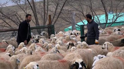 Koyun ve kuzuların renkli buluşması