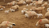 Koyun ve kuzuların buluşmasından renkli görüntüler