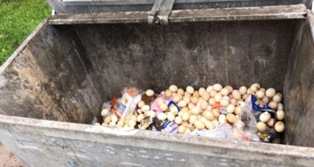Çöpe Atılan Yumurtaların İçinde Civciv Çıkınca Vatandaşlar Sefer Oldu