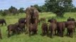 Elephant Mingles With Herd of Buffalo in Zimbabwe