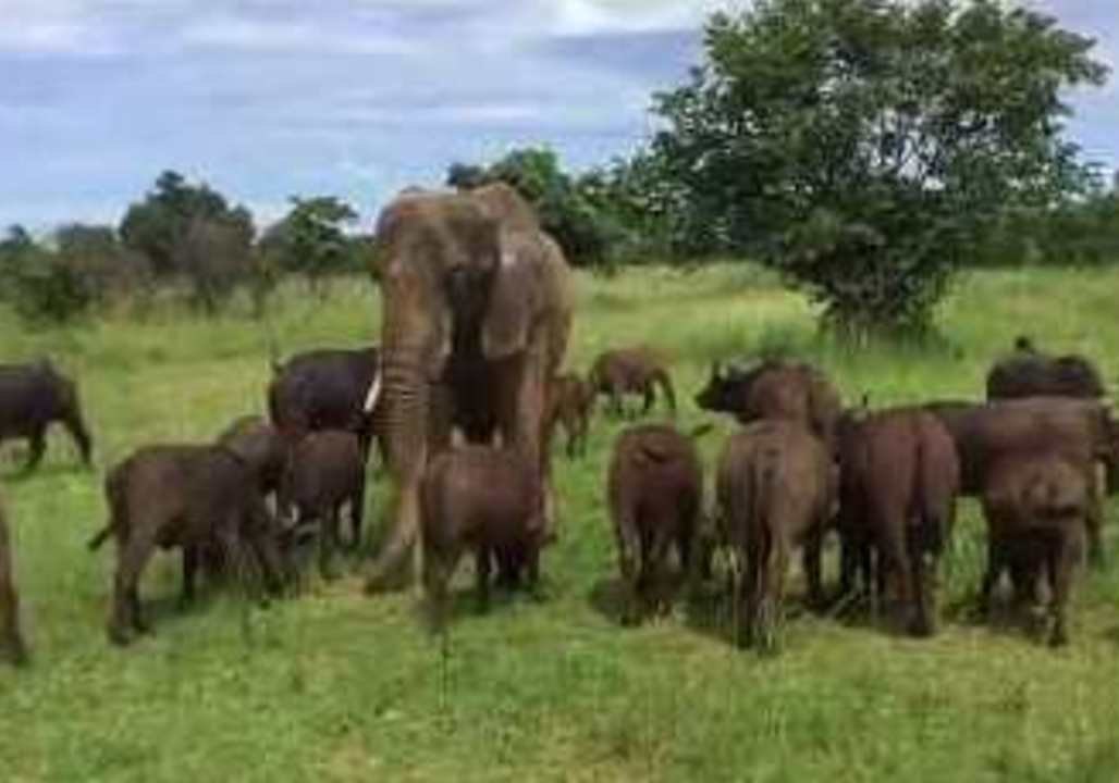 Elephant Mingles With Herd of Buffalo in Zimbabwe