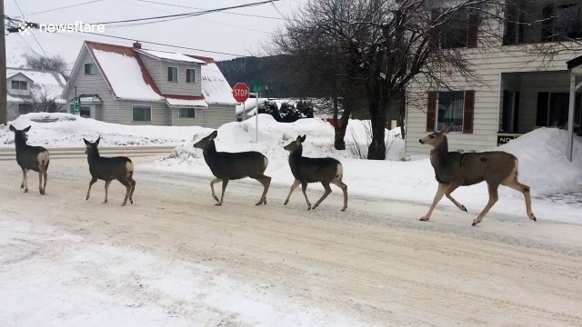 Only in Canada - Herd of deer obeys stop sign