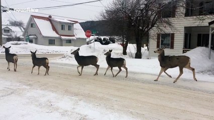 Only in Canada - Herd of deer obeys stop sign